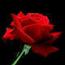 Willem-Eef----