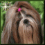 mamila_