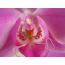 Orchidee12