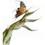 Hagaca