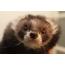 dancingwithferrets