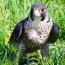 blueke_robin