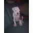 Old_english_bulldog