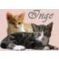 inge04