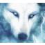 wolfke801