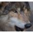 wolvenwelp