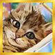 kitty18