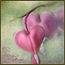 -Mieke-
