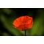 lieke3403