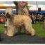 wheaten-daingean