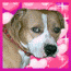 pitbull-lover