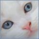 Helen-