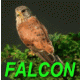 falcon53