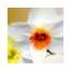 ineke-h