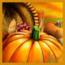 jasmine_m